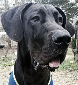 Close-up of great dane