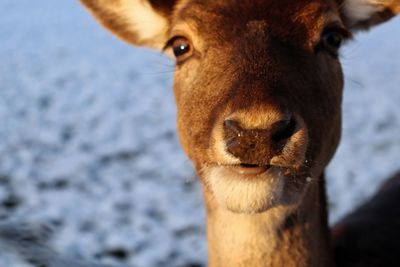 Close-up portrait of a horse