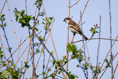 Low angle view of bird perching on tree against sky