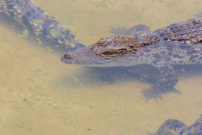 High angle view of crocodile swimming in lake