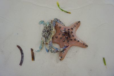 High angle view of starfish on sand