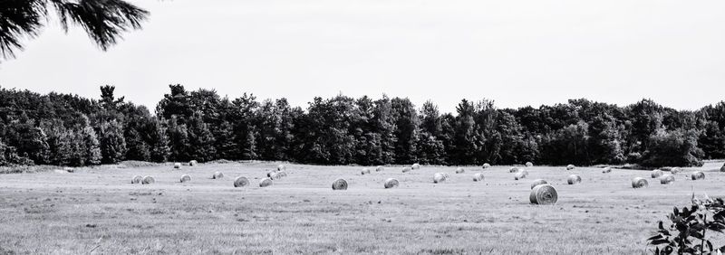 Panoramic view of hay bales on grassy field against trees