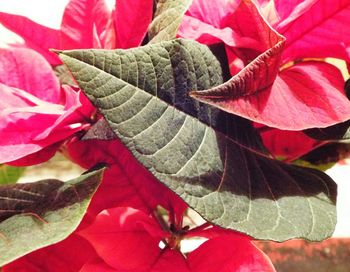 Close-up of red maple leaf