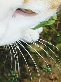 Close-up of white horse eye