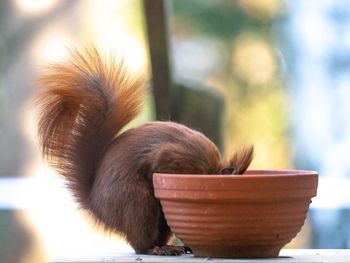 Close-up of squirrel on pot