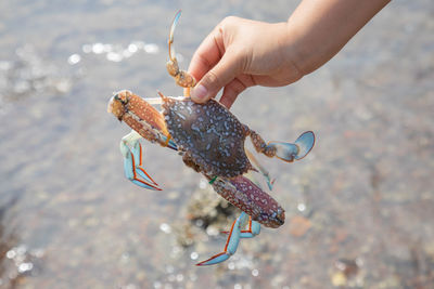 Midsection of person holding fish in sea