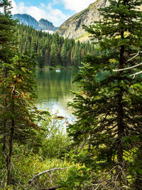 Scenic view of lake amidst trees in forest