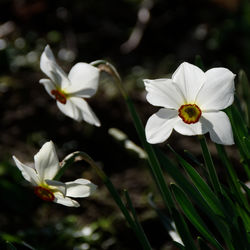 Close-up of white flowering plant