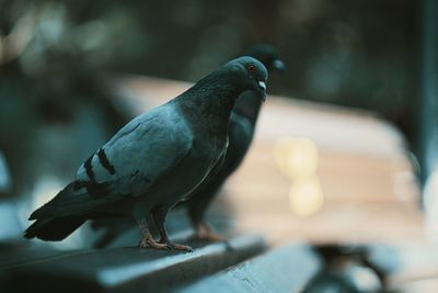 Close-up of bird perching on table