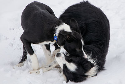 Black puppy looking away on snow field