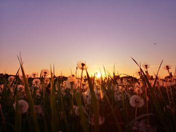 Crops growing on field against sky during sunset