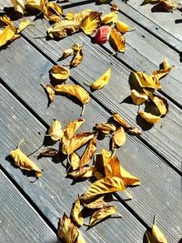 Dry leaves on ground
