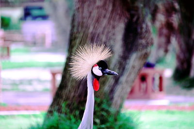 Close-up of bird on head