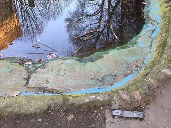 Reflection of trees in water