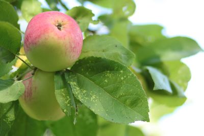 Close-up of apples on plant