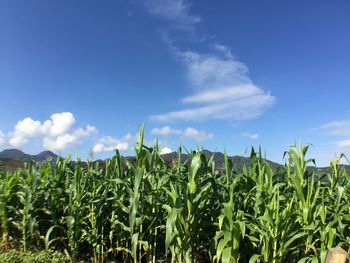 Close-up of fresh green field against blue sky