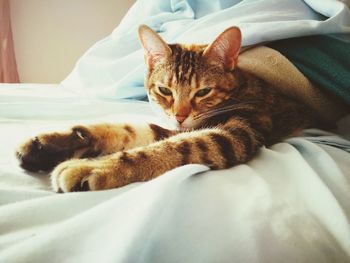 Portrait of cat lying on bed