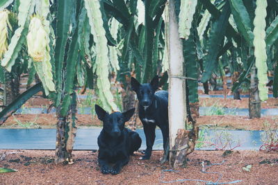 Portrait of formosan mountain dogs on field