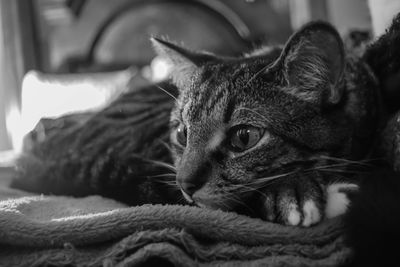 Close-up of cat staring