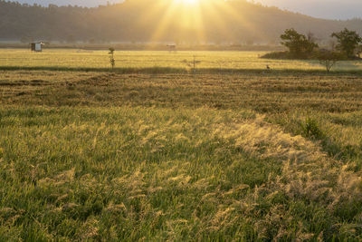 Scenic view of field against bright sun