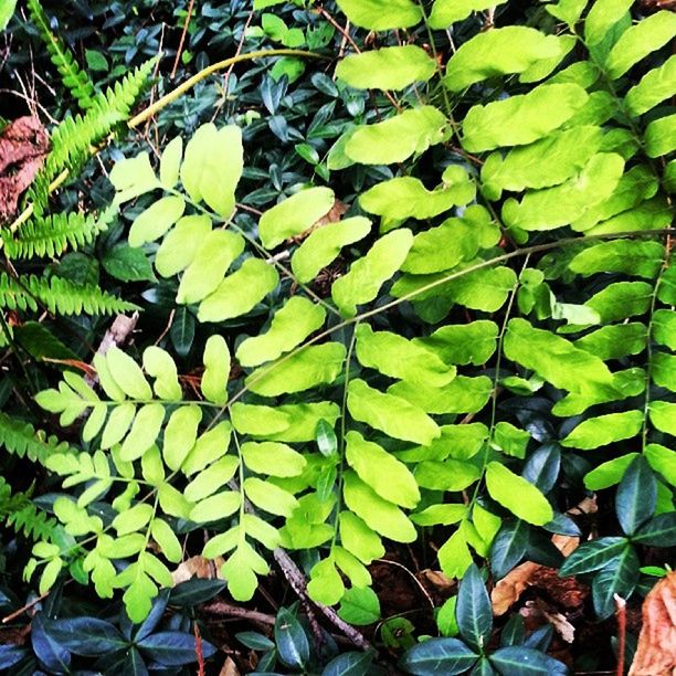 leaf, growth, green color, plant, nature, leaves, full frame, leaf vein, beauty in nature, freshness, high angle view, growing, backgrounds, close-up, lush foliage, natural pattern, green, fern, tranquility, outdoors