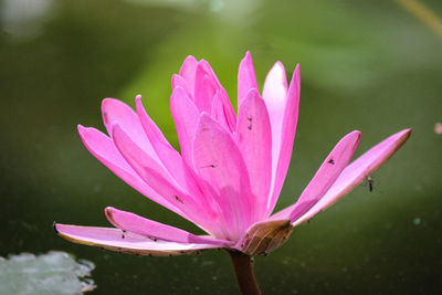 Close-up of pink lotus water lily in lake