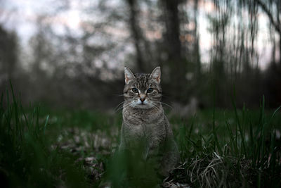 Portrait of cat on field