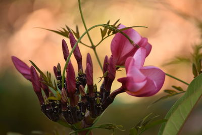 Close-up of flower blooming outdoors