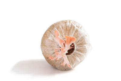 Close-up of pumpkin against white background