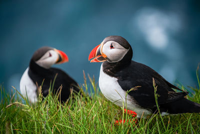 Close-up of birds on grass