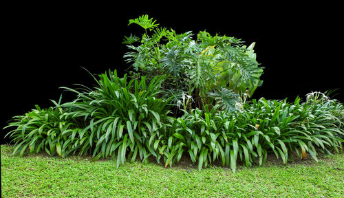 Close-up of plants growing on field against black background