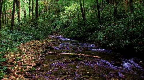 Trees in forest