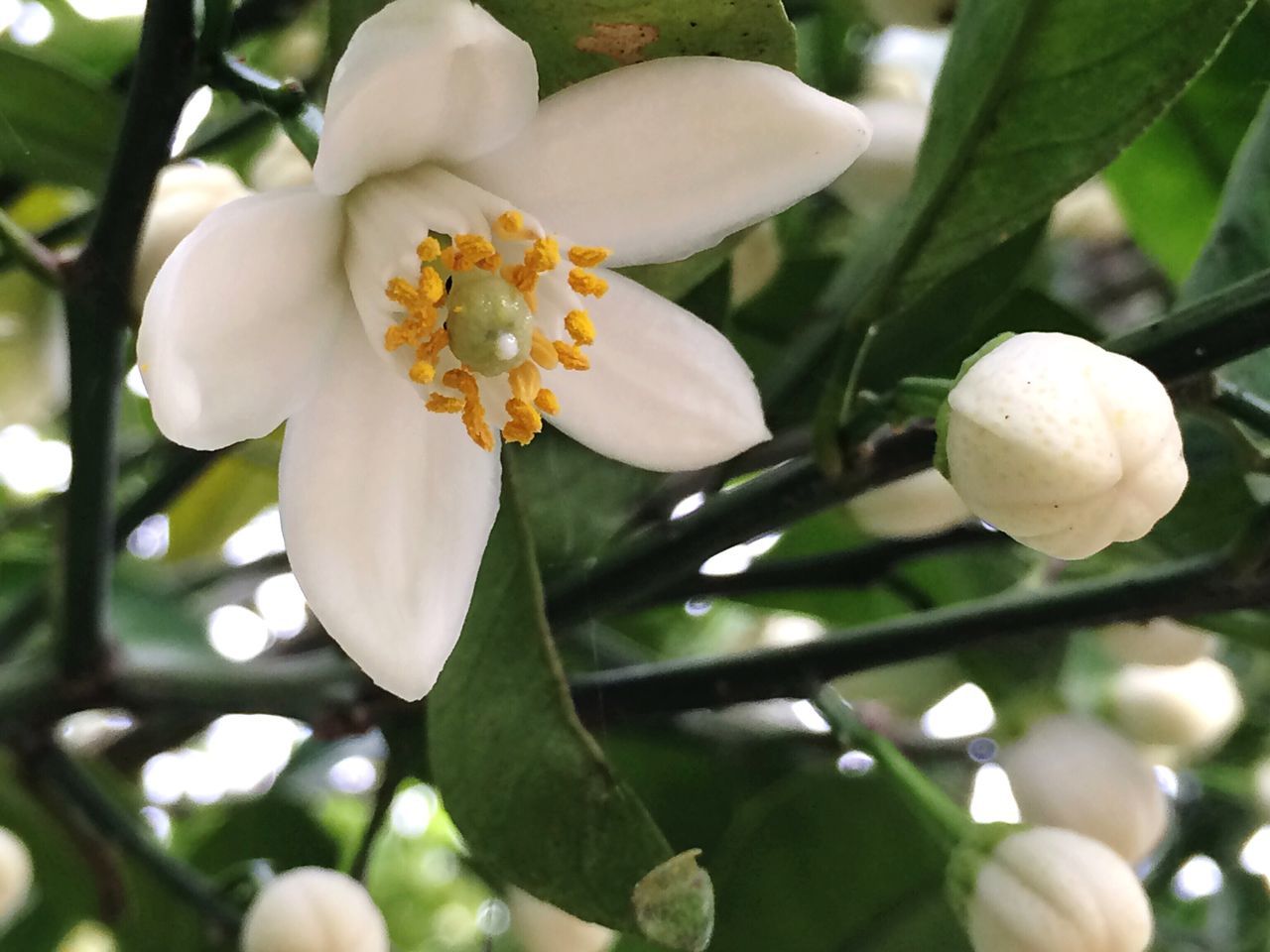 flower, freshness, petal, white color, growth, fragility, flower head, beauty in nature, close-up, nature, blooming, focus on foreground, plant, blossom, leaf, in bloom, pollen, park - man made space, stamen, outdoors