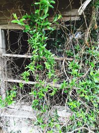 Plant growing on wall