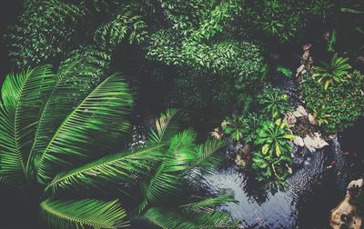 Close-up of fern tree