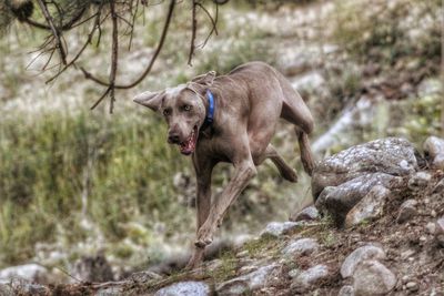 Weimaraner dog running on landscape