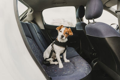 Dog sitting in car