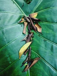 Close-up of insect on leaf