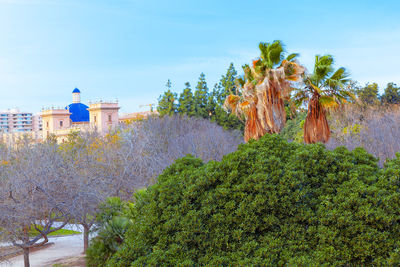 Trees and plants against sky