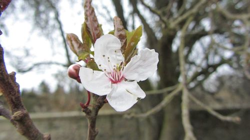 Close-up of apple blossoms in spring