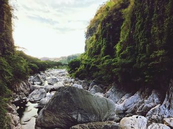 Scenic view of river in forest against sky