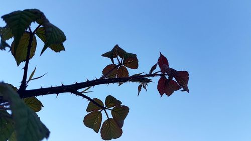 Low angle view of tree against clear blue sky