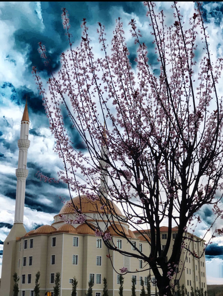 LOW ANGLE VIEW OF CHERRY BLOSSOM TREE BY BUILDINGS