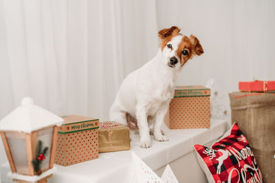 Adorable jack russell dog indoor in front of christmas decoration at home