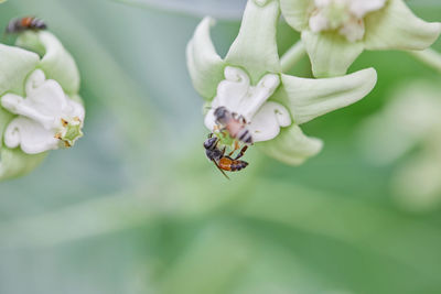 Close-up of bee on flower
