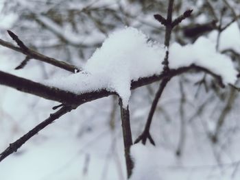 Close-up of snow covered plant