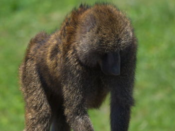 Close-up of donkey on field