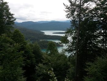 Scenic view of forest against sky