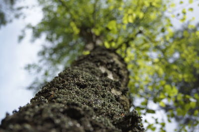 Low angle view of tree trunk