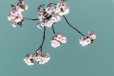 Close-up of cherry blossom against blue background